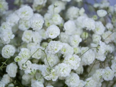Beyaz gypsophila çiçek yakın çekim