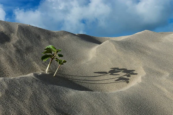 Small trees are growing on the desert. — Stock Photo, Image