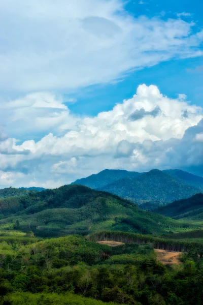 Vista verde del bosque en la montaña . —  Fotos de Stock