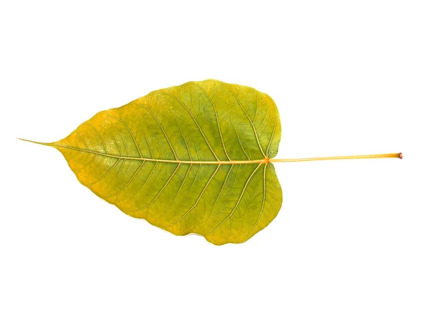 Zelené listy stromu bódhi — Stock fotografie