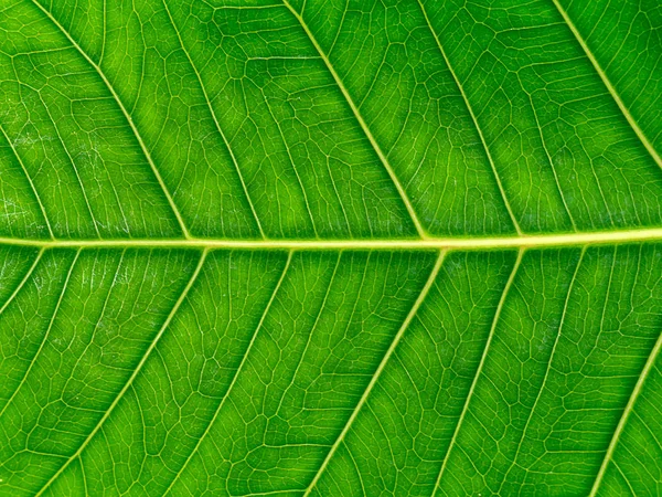 Groene bladeren van de Bodhiboom — Stockfoto