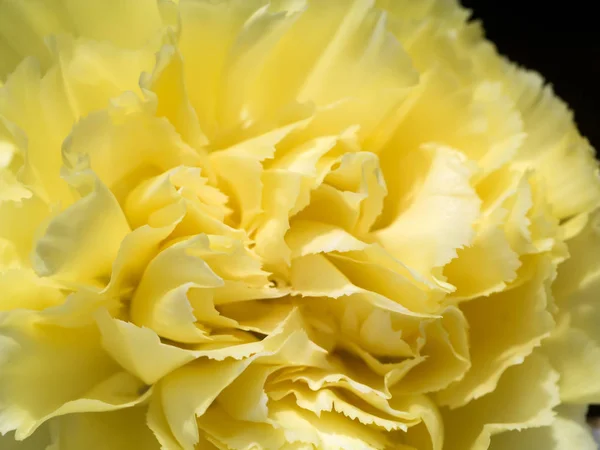 Close up of Carnation — Stock Photo, Image