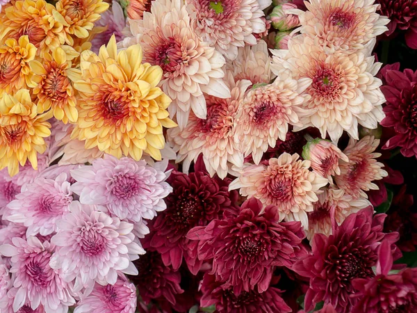 Chiudi il fiore di crisantemo . — Foto Stock