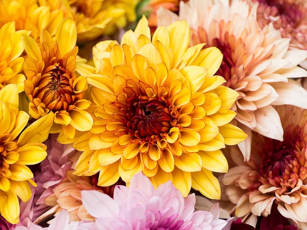 Flor de crisantemo de cerca . — Foto de Stock