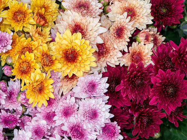 Close up Chrysanthemum flower. — Stock Photo, Image