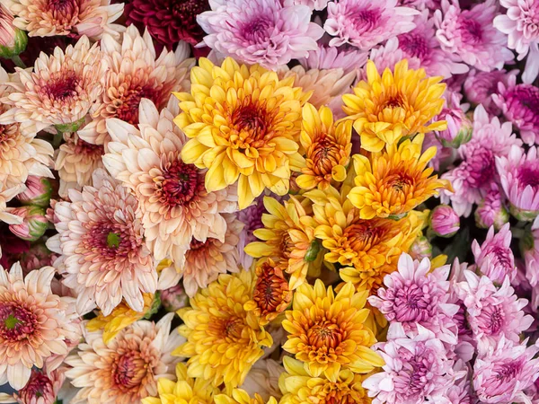 Flor de crisantemo de cerca . — Foto de Stock