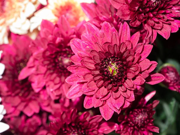 Chiudi il fiore di crisantemo . — Foto Stock