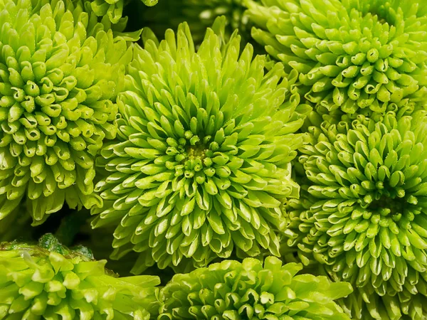 Nahaufnahme Chrysanthemenblüte. — Stockfoto