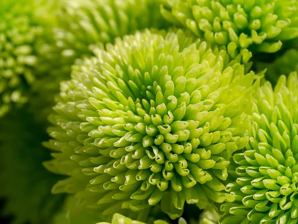 Nahaufnahme Chrysanthemenblüte. — Stockfoto