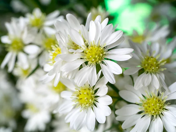 Nahaufnahme Chrysanthemenblüte. — Stockfoto