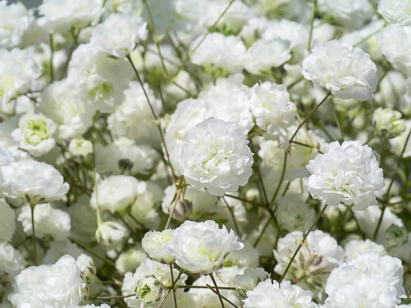 Nahaufnahme der weißen Zigeunerblume — Stockfoto