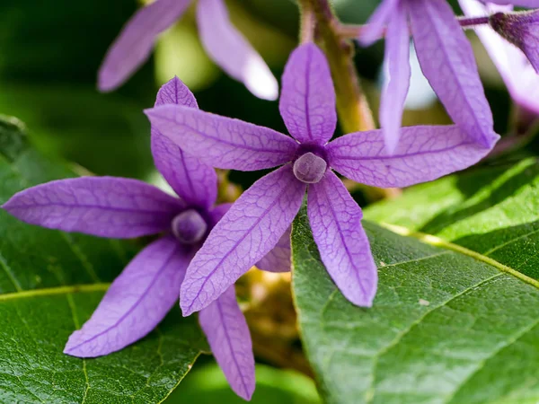 紫色の花の背景のクローズ アップ. — ストック写真