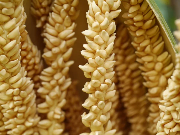 Primer plano de la flor de coco . — Foto de Stock