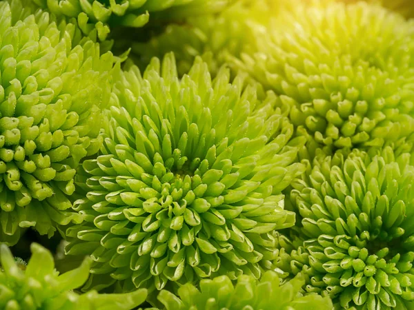 Close up Chrysanthemum flower. — Stock Photo, Image