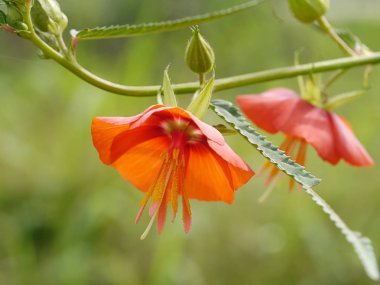 Orange Pentapetes phoenicea çiçek.