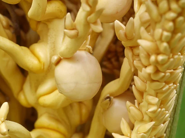 Primer plano de la flor de coco . — Foto de Stock