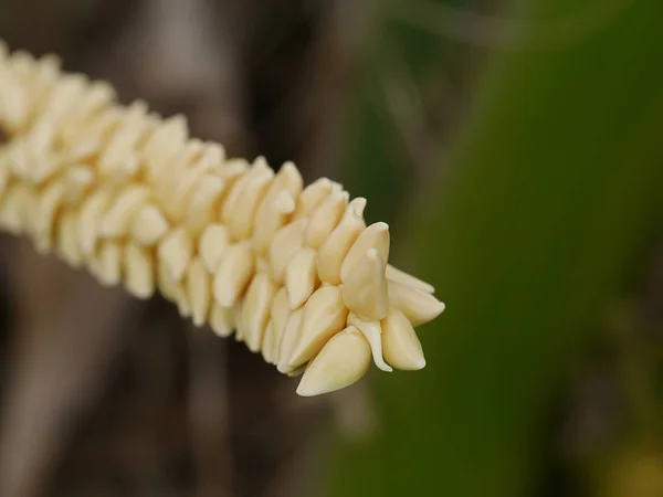 Close up de flor de coco . — Fotografia de Stock