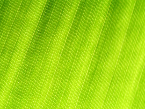 Närbild av grönt löv bakgrund. — Stockfoto