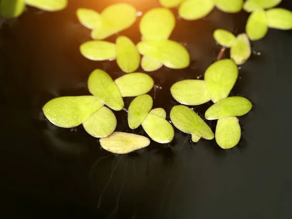 Close up of Lesser Duckweed leaves — Stock Photo, Image