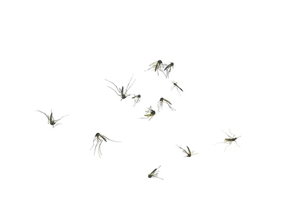 Комары умирают на земле . — стоковое фото