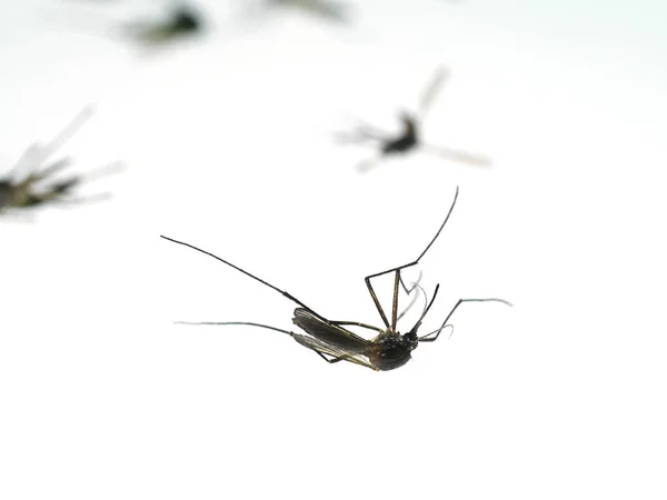 Mosquitoes are dying on the ground. — Stock Photo, Image