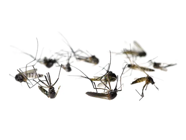 Mosquitoes are dying on the ground. — Stock Photo, Image