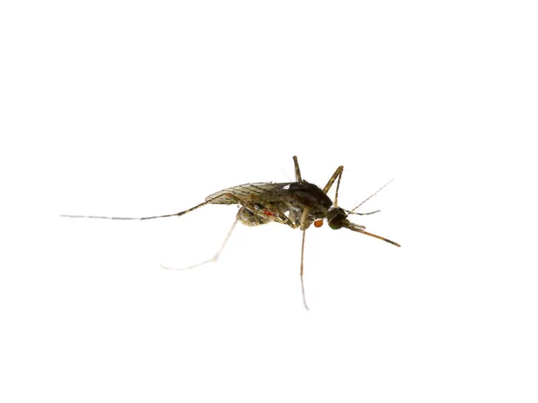 Mosquitos están muriendo en el suelo . — Foto de Stock