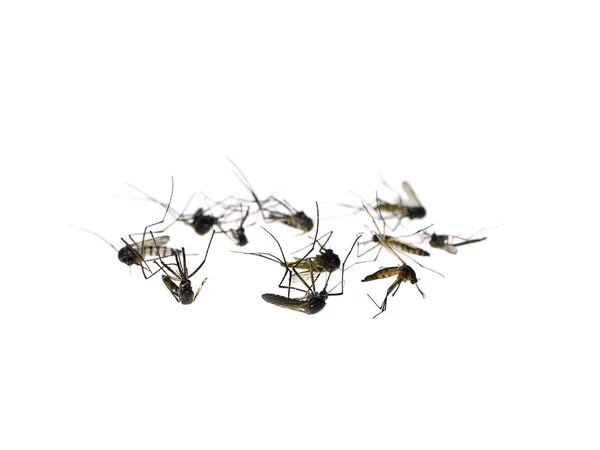 Mosquitoes are dying on the ground. — Stock Photo, Image