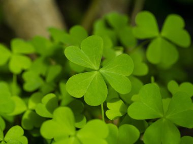 Sürünen kadının doru bitkisini kapatın (Oxalis corniculata).