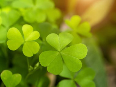 Sürünen kadının doru bitkisini kapatın (Oxalis corniculata).