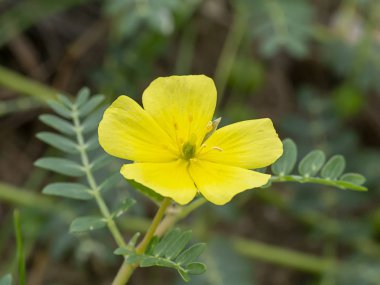 Şeytan'ın Thorn sarı çiçek.