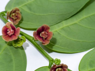 Yıldız Bektaşiüzümü (Sauropus androgynus) bitkisi beyaz arkaplanda