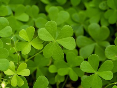 Sürünen kadının doru bitkisini kapatın (Oxalis corniculata).
