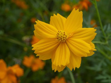 Üç kozmos çiçeğini kapat.