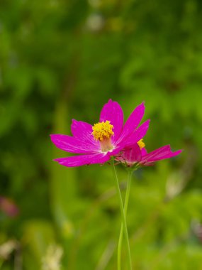 Üç kozmos çiçeğini kapat.