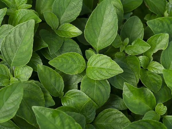 Tutup tanaman Bell (Ruellia kneata) . — Stok Foto