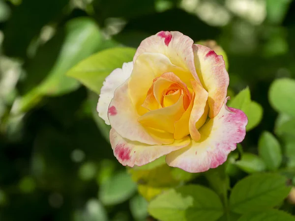 Zblízka oranžové růže květiny s rozmazaným pozadím. — Stock fotografie