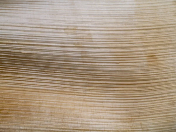 Close up casca de palmeira fundo . — Fotografia de Stock