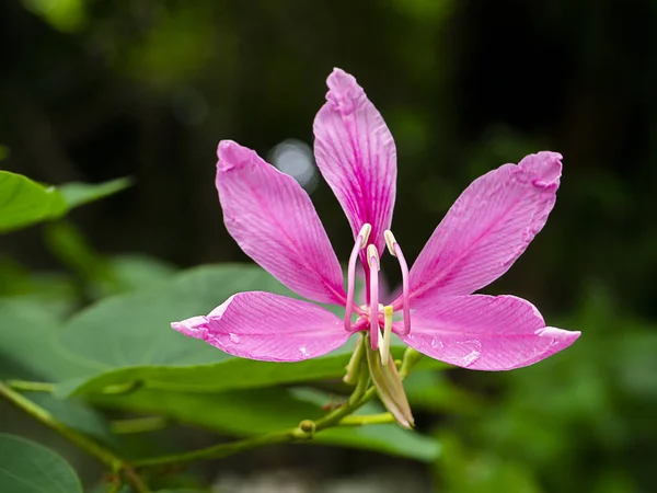 Zamknij Orchidea Drzewo kwiat — Zdjęcie stockowe