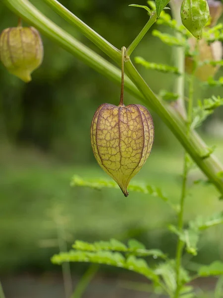 Close up of Hogweed, Ground Cherry on tree — Stock Photo, Image