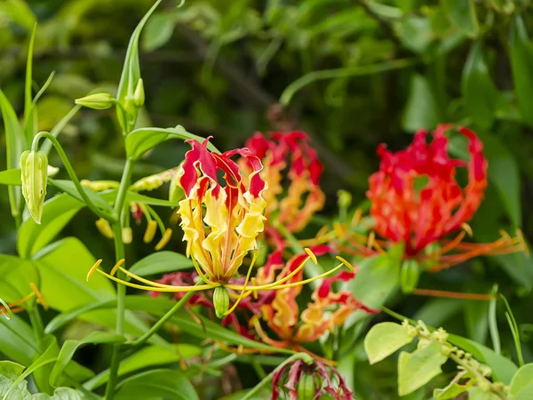 Flama flor de lirio. (Gloriosa superba ) — Foto de Stock