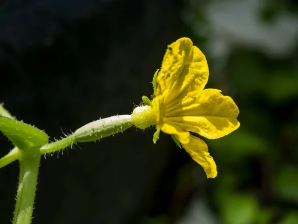 Gros plan sur la fleur de concombre . — Photo