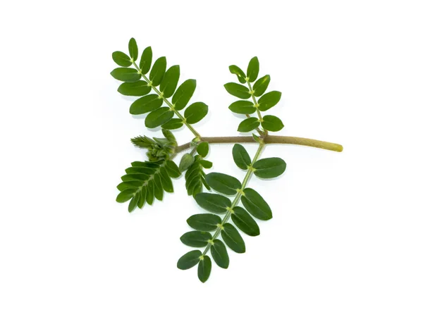 Close up the green leaves of devil's thorn — Stock Photo, Image