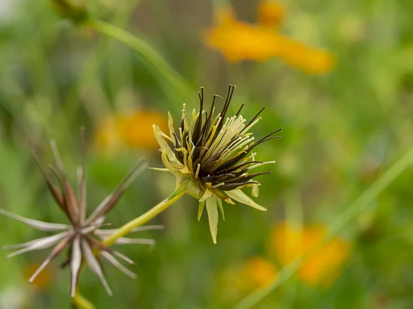 Närbild tre kosmos blomma — Stockfoto