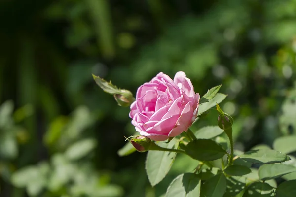 Rosa ros blomma med suddig bakgrund. — Stockfoto