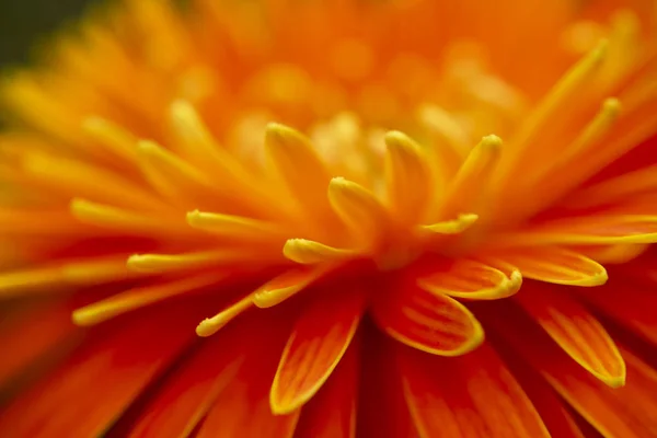 オレンジのガーベラの花の背景を閉じてぼかす. — ストック写真