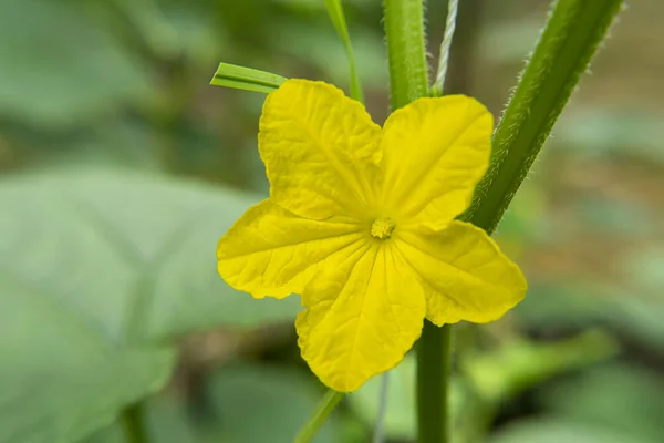 Primer plano de la flor de pepino . —  Fotos de Stock