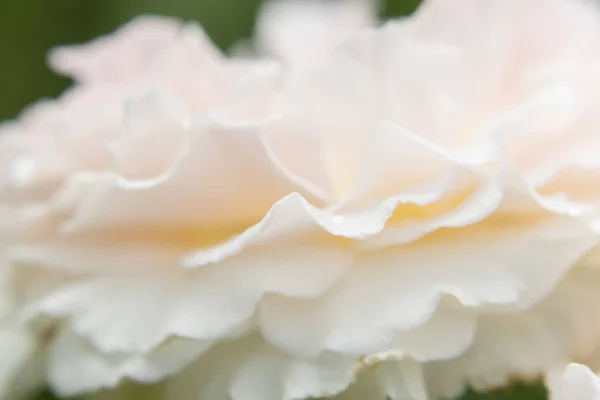 Zavřít a měkké rozmazání růže květinové pozadí. — Stock fotografie