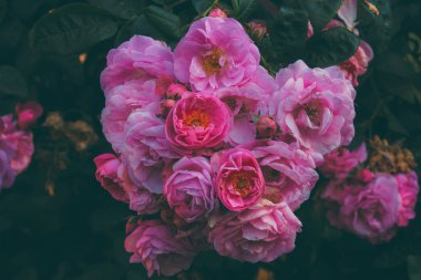 Gül çiçeğini bağbozumuyla kapat ve bulanık sırt renginde mat et