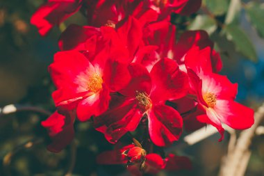 Gül çiçeğini bağbozumuyla kapat ve bulanık sırt renginde mat et